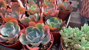 Succulent Shopping / Succulent Nursery Garden Tour / Succulent Greenhouse Tour / December 30, 2020