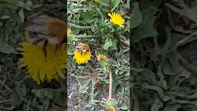 обзор на Барнаульских шмэлоы и пчелов смотреть онлайн