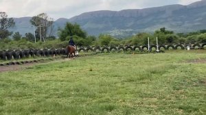 Quinn Evans - Maestro Billy Dressage Pony Walk and Trot