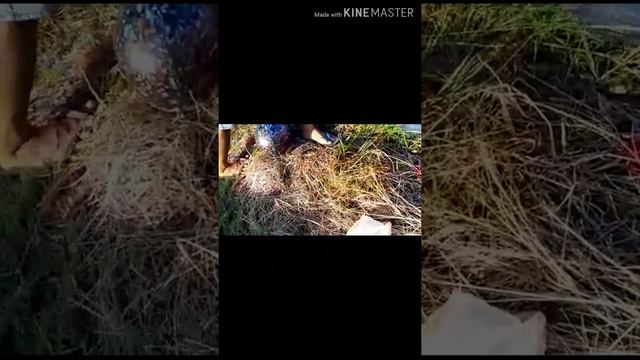 gurek di tengah2 galeng.....dapat ya.......wih смотреть онлайн