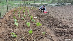 full video. How to garden and harvest vegetables to sell at the market. Help from strangers