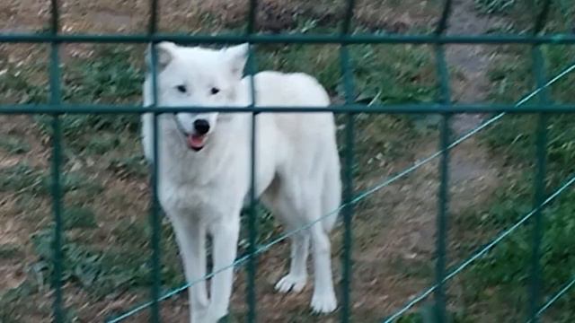 Белгород Зоопарк Прямо сейчас