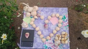 Крупный Чеснок Лошадиный2024 окончание сезона