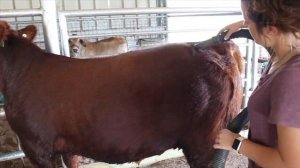 Let's Talk Cattle Episode Six: Show Barn Tips featuring Kaitlyn Kempen