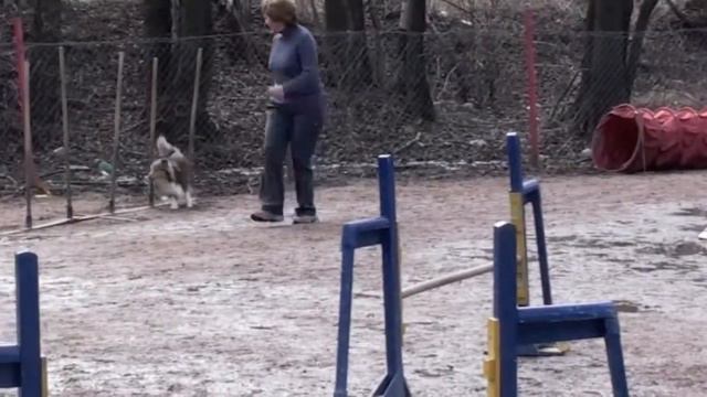 Соревнования по аджилити, 22.04.12 г., площ. Пионерская 09 смотреть онлайн