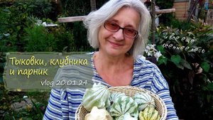 Рассаживаю клубнику, строю парник и собираю тыковки |Vlog  Дача как есть  21.09.2024