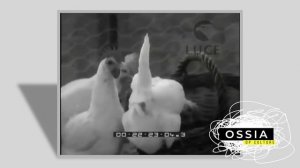 ANNA MOFFO SINGS TO CHICKENS | OSSIA: OP CULTURE OBSESSION Ep. 1 Teaser