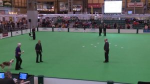 Inter-Regional Obedience - Class B - Scents | Crufts 2016