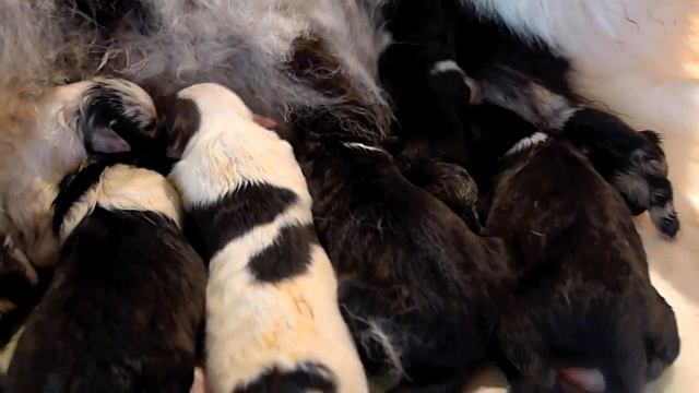 Ona sine nyfødte valper смотреть онлайн