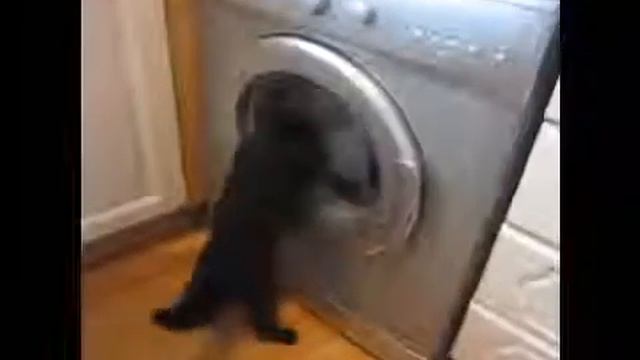 Стиральномашинный кот  Приколы