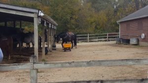 Horseback Riding Ft Benjamin Harrison Oct 2017(7)