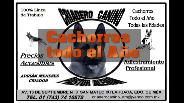 Perros Pastor Aleman, criadero en Sn.Mateo Ixtlahuaca