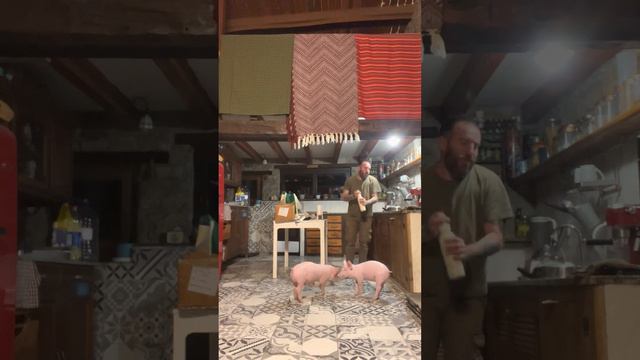 Dando el desayuno a los cerditos Gregorio y Sarita смотреть онлайн