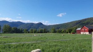 Sheeps of Norway