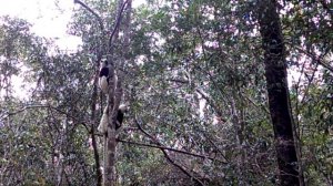 bouncing coquerel's sifaka