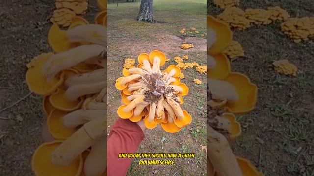 Jack-o'-Lantern Mushrooms. Omphalotus illudens. #mushroom #mushrooms #fungi #hiking #glowing