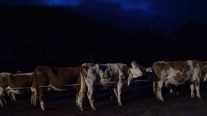 Wenn aus Milch  - Almbutter und Almkäse wird..... Nassfeldalm in Sportgastein