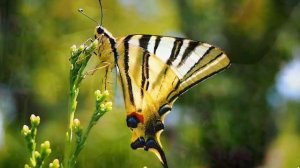 ИННА ТРУФАНОВА. "Песенка о надежде".