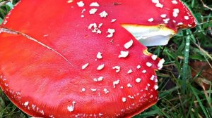 Hongo Amanita Muscaria