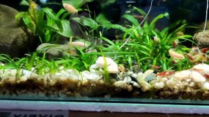 Natural Way to Get rid of PLANARIAN on your aquarium