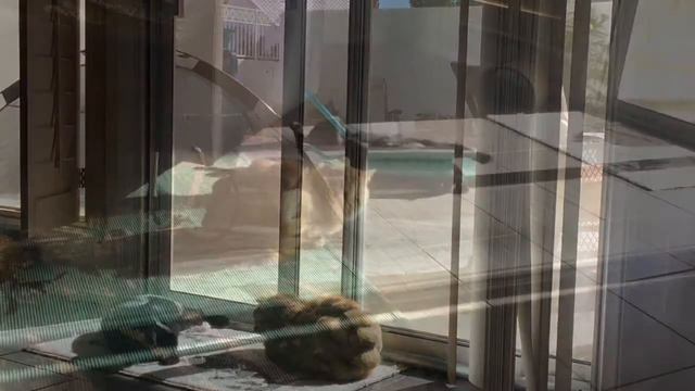 Fluffosaurus смотреть онлайн