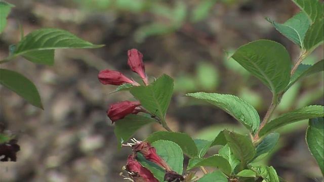 Víkend zahrad připomněl proměny Litomyšle смотреть онлайн