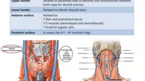 Anatomy of Thyroid and Parathyroid Glands - Dr. Ahmed Farid