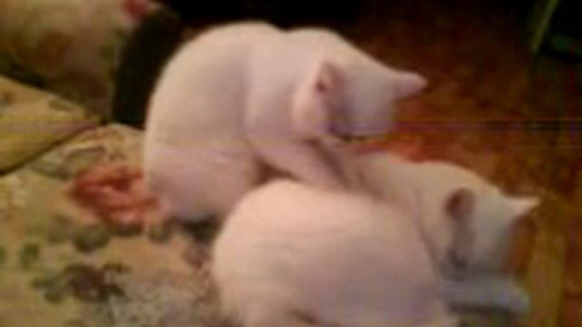 white cats смотреть онлайн