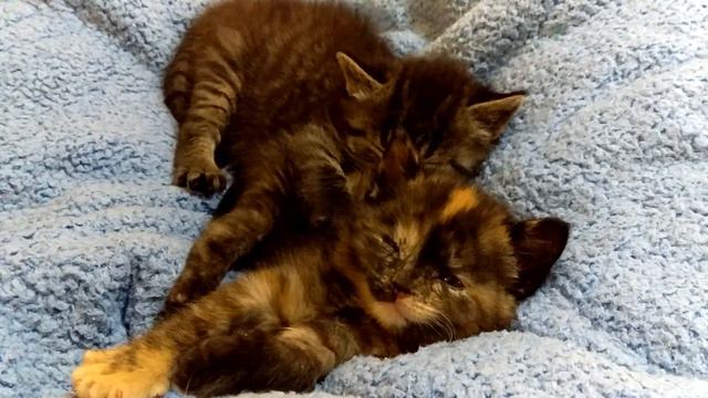 Saoirse and Finn falling asleep 4 weeks смотреть онлайн