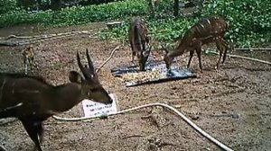 Bush Buck Male