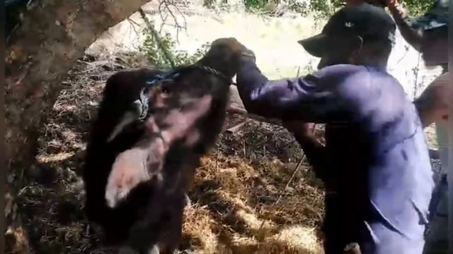 Human vs animal ( paglalagay ng butad sa ilong ng kalabaw) смотреть онлайн