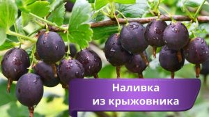 Наливка из крыжовника