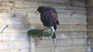 Harris's hawk (Parabuteo unicinctus) in Avon Valley