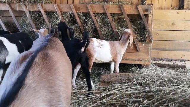 Козочка Скалли, 100% нубийка смотреть онлайн