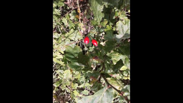 Ludwig van Beethoven - "Zärtliche Liebe" WoO 123 Werner Güra/Christoph Berner смотреть онлайн