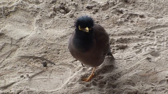 Mynah bird chirping, Thailand смотреть онлайн