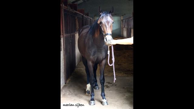 Thuiskeuring KWPN Limburg 9 Juli смотреть онлайн
