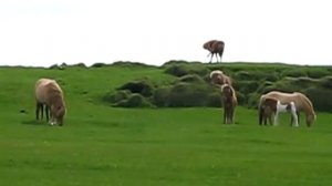 Icelandic horses