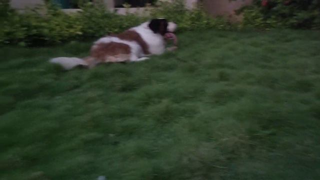Saint Bernard Labrador and jermen shepherd