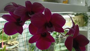 ОРХИДЕЯ Дендрофаленопсис. УДИВИЛ и ПОРАДОВАЛ! Сануки (Sa-nook) Thailand Black Красивый винный цвет.