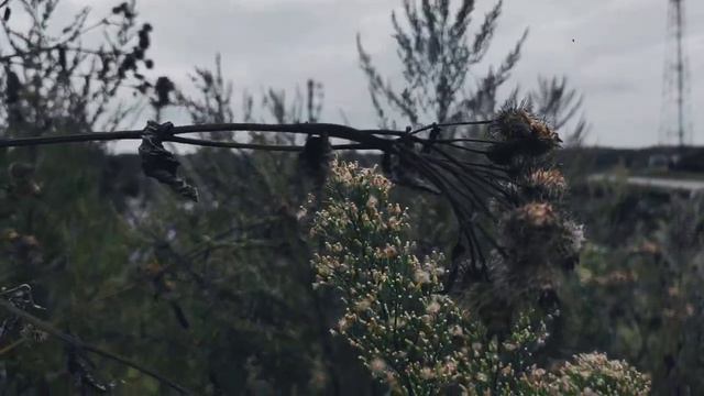 VID 20220822 190231 Кружусь ли я в Москве бурливой...(Н. Рубцов)...Павел Васильев Лахтинский смотреть онлайн