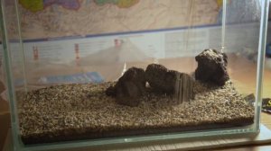 запуск аквариума 10 литров