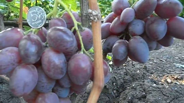 Виноград Подарок Ирине смотреть онлайн