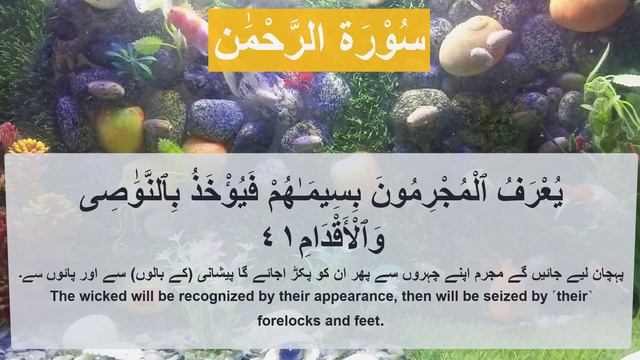 Surah Rahman Episode - 00260 By Qari Abdul Basit | سورہ رحمٰن55 | Beautiful Recitation | Edited&348 смотреть онлайн