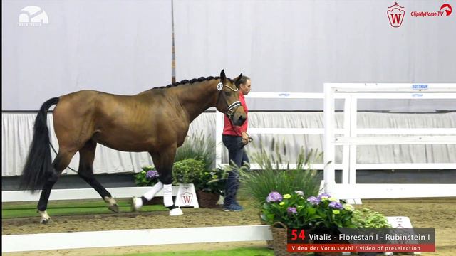 Westfälische Hauptkörung Reitpferdehengste: Kat-Nr. 54 Vitalis - Florestan I - Rubinstein I смотреть онлайн