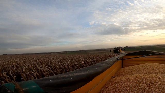 kukurydza na ziarno 2022 Gospodarstwo Rolne Szewczyk смотреть онлайн