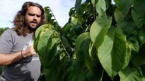 Pawpaws - SEEDLINGS or CULTIVARS? (& Seedlings of Cultivars)