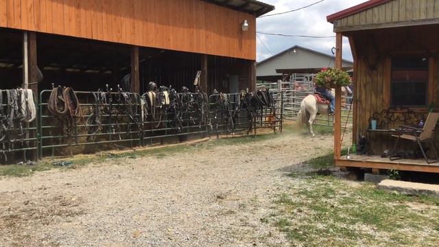 Sold 101- grey paso gelding смотреть онлайн