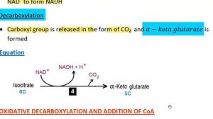 krebs cycle class 11 biology - 11th biology live, ch 11,  kreb`s cuccle - 11th biology book 1