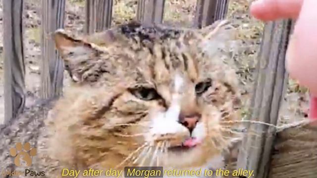 The Sick Cat Hissed and Trembled with Fear As They Approached Him смотреть онлайн